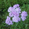 Achillea millefolium